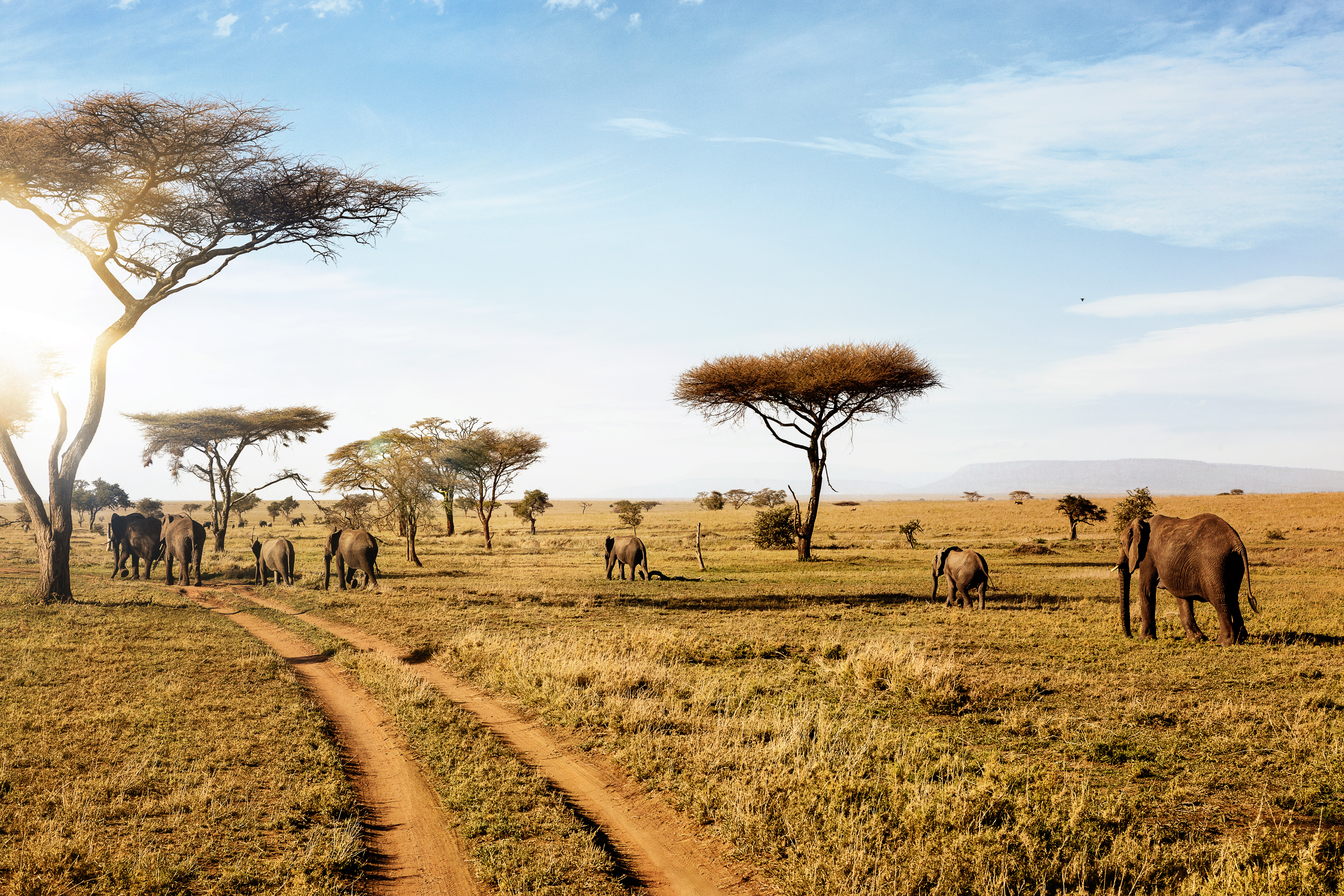 Tanzania Safari Serangeti